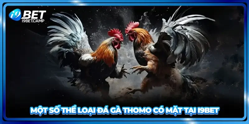 Một số thể loại đá gà Thomo có mặt tại I9BET