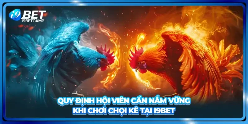 Quy định hội viên cần nắm vững khi chơi chọi kê tại I9BET